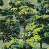 Painted Woodland Wallpaper Green AS Creation 79187