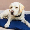 Dog Duvet & Dog Duvet Cover Med