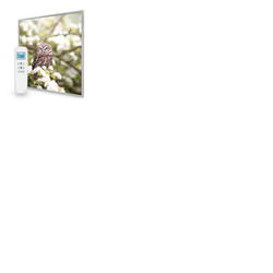 595x595 Owl In The Spring Picture Nexus Wi