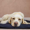 Dog Bed Duvet & Dog Bed Duvet Cover Med