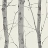Birch Trees Wallpaper Cream